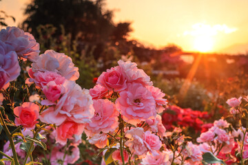 flowers at sunset