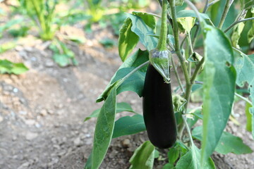 Melanza bio pronta da raccogliere