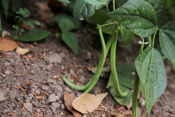orto bio fagiolino pronto per il raccolto