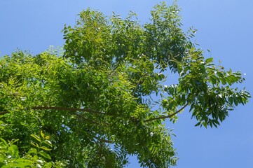 green Indian cork leaves in garden