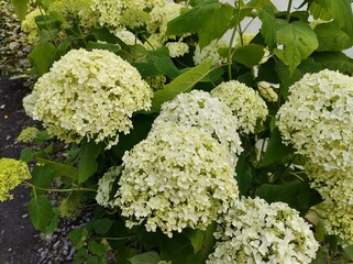 Hydrangea arborescens 'Annabelle'