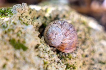 snail on a cliff