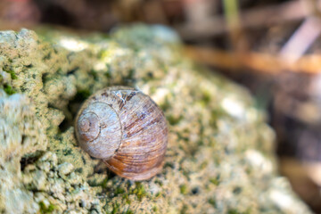 Snail on the rock