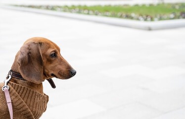 A red hunting dog of the dachshund breed sits alone wears with warm brown coloured coat, while walking in the park on a windy day. No people on the photography.