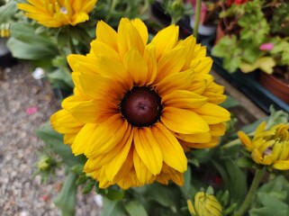 Rudbeckia hirta 'Sunbeckia Carla'