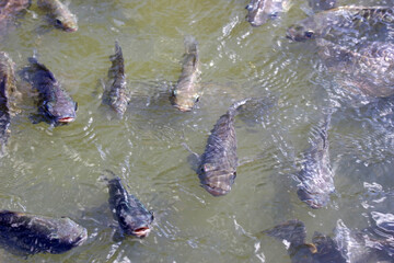 Fototapeta premium Group of of Nile tilapia (Oreochromis niloticus) fish swimming close to the surface of water