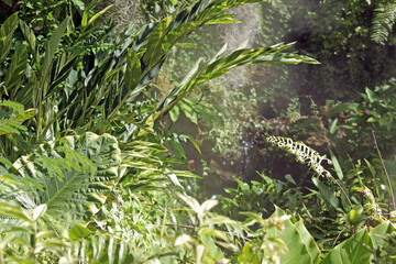 Large tropical plants and green leaves in a garden flowerbed in southeast Asia with mist blurred in the background. No people.