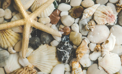 Seabed with stones and shells. Selective focus.