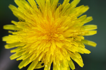 Blooming yellow flower, dandelion, Taráxacum officinále