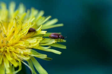 A small brown beetle is about to take off from a yellow flower, from a dandelion, Taráxacum...