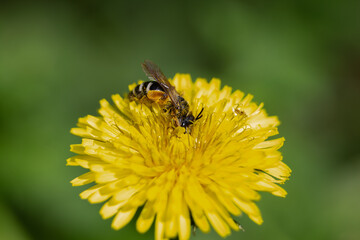 A bee pollinates a yellow flower, collects pollen, honey, dandelion, Taráxacum officinále