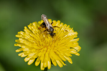 A bee pollinates a yellow flower, collects pollen, honey, dandelion, Taráxacum officinále
