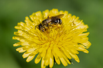 A bee pollinates a yellow flower, collects pollen, honey, dandelion, Taráxacum officinále © lenochkaelco