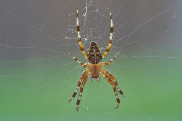 A spider with cross on the back sitting in its web