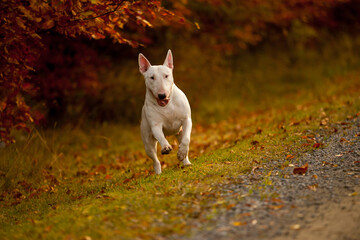 Bull terrier in autumn meadow