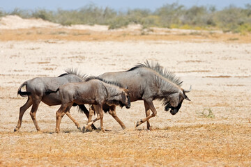 Blue wildebeest (Connochaetes taurinus) walking on arid plains, Etosha National Park, Namibia.