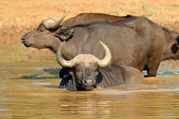 Obraz premium African buffaloes (Syncerus caffer) in wading in water, Mokala National Park, South Africa.