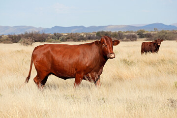 A free-range cow walking in grassland on a rural farm, South Africa.