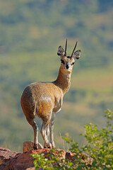 Klipspringer antelope (Oreotragus oreotragus) standing on a rock, Marakele National Park, South Africa. © EcoView