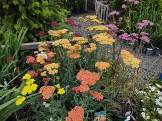 Mixed Achillea © John Caley