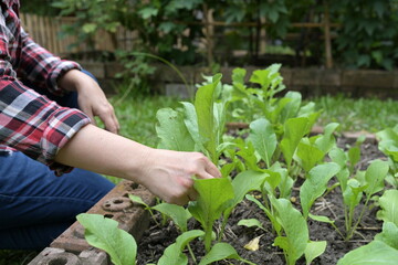 A housewife is collecting fresh Chinese mustard green in the backyard organic vegetable plot for cooking. The idea of ​​growing vegetables in a kitchen garden to save costs and be safe from chemicals.