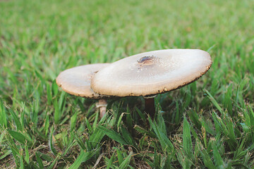 mushrooms in the grass closeup