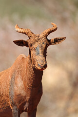 Portrait of a tsessebe antelope (Damaliscus lunatus) covered in mud, Mokala National Park, South Africa.