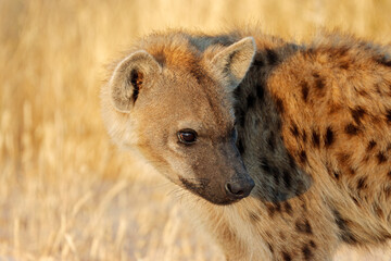 Obraz premium Portrait of a spotted hyena (Crocuta crocuta), Etosha National Park, Namibia.