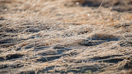 Dry grass covered with frost.