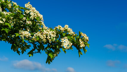 Branch with hawthorn flowers against the sky.