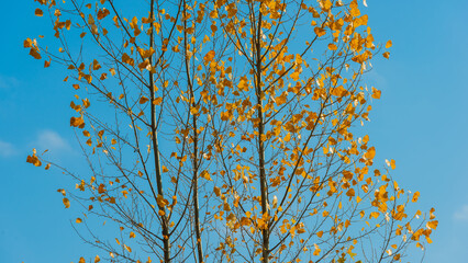Branches with remnants of yellow foliage against the sky.
