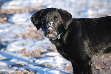 Black Lab pup in winter 