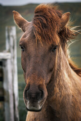 Fototapeta premium icelandic horse