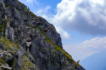Stambecchi sulle rocce del Pizzo Centrale, Passo del San Gottardo, Svizzera