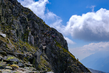 Stambecchi sulle rocce del Pizzo Centrale, Passo del San Gottardo, Svizzera