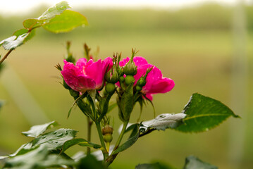 Fototapeta premium róża różowa, kwiatek różowy, różowy, róż, ogród, 