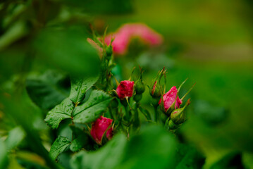 Obraz na płótnie Canvas róża różowa, kwiatek różowy, różowy, róż, ogród, 