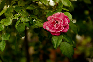 róża różowa