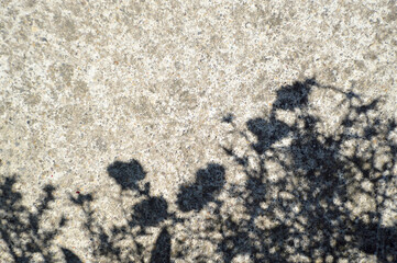 Flower shadows on a concrete background
