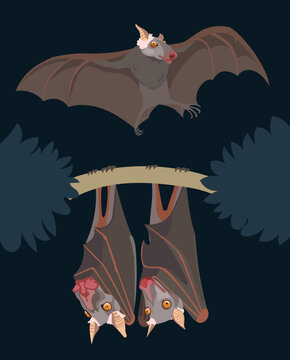 Hammer-headed bats in the night.  Big-lipped bats collection