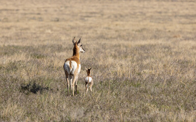 Pronghorn Antelope Doe and Fawn in the Utah Desert