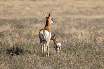 Pronghorn Antelope Doe and Fawn in the Utah Desert