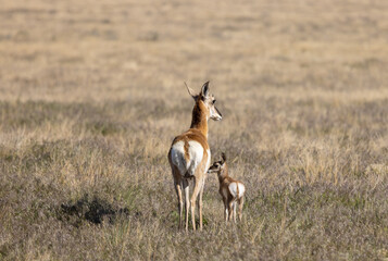 Pronghorn Antelope Doe and Fawn in the Utah Desert
