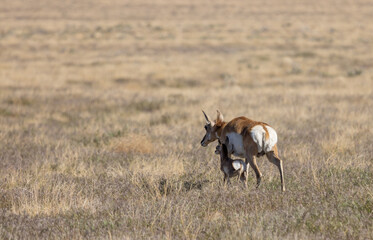 Naklejka na ściany i meble Pronghorn Antelope Doe and Fawn in the Utah Desert
