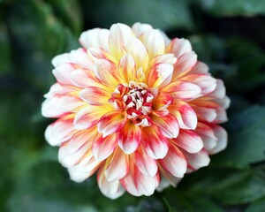 Beautiful dahlia flower close up