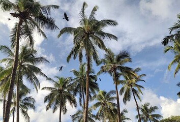 Obraz na płótnie Canvas palm trees on sky