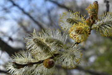 Salix caprea, goat willow, pussy willow, great sallow, Kilkenny, Ireland