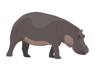 Hippopotamus walks with his head down. African wild animal. realistic vector