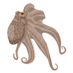 Fototapeta premium Octopus, inhabitants of the warm tropical seas. Realistic vector animals.