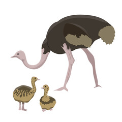 Female and chicks African ostrich. Big Birds. Animals of Africa. realistic vector animal